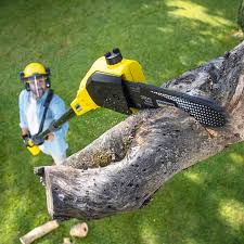  Yoakum, TX Tree Removal Services Pros