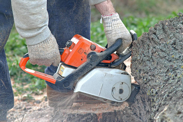 Yoakum, TX Tree Removal Services Company