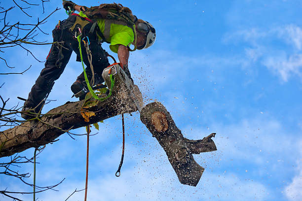 How Our Tree Care Process Works  in  Yoakum, TX